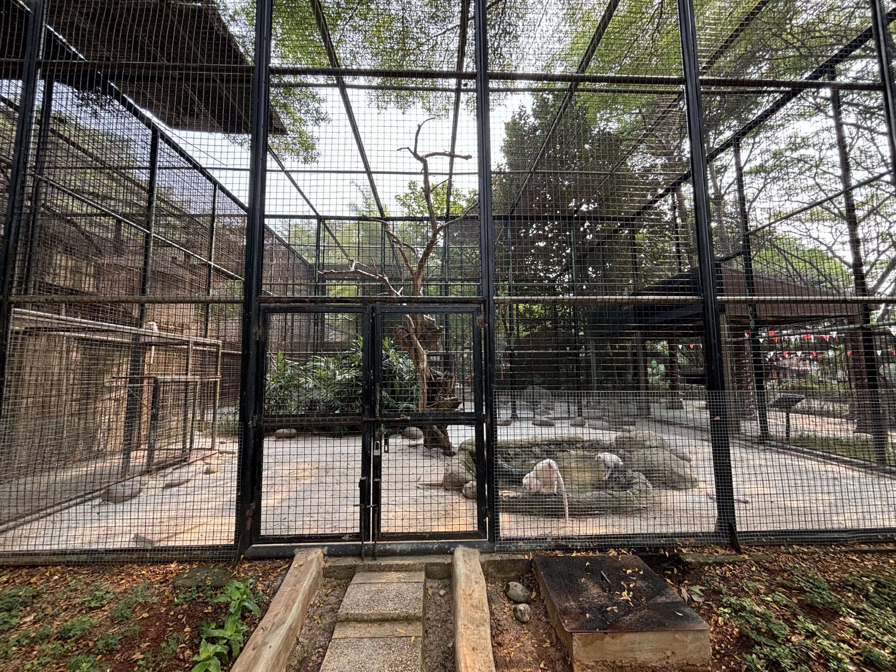 Albino Crab-eating Macaque Exhibit