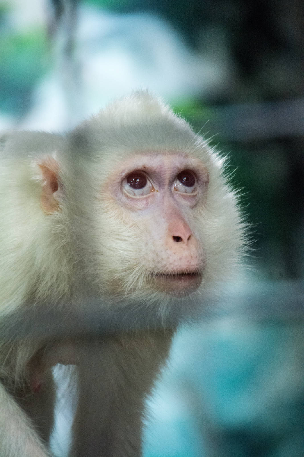 Albino Crab Eating Macaque - Pata Zoo 2014