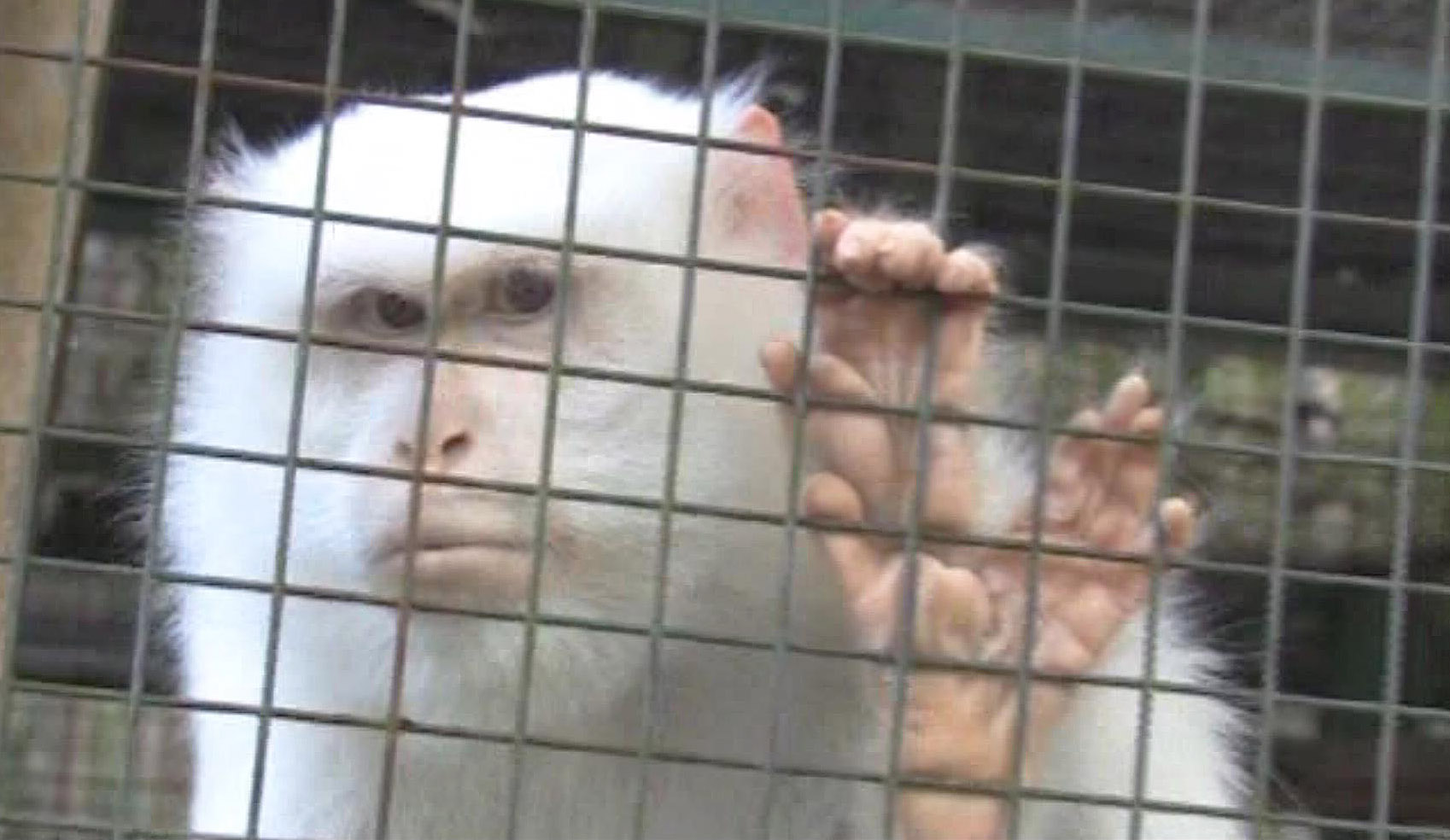Albino crab-eating macaque