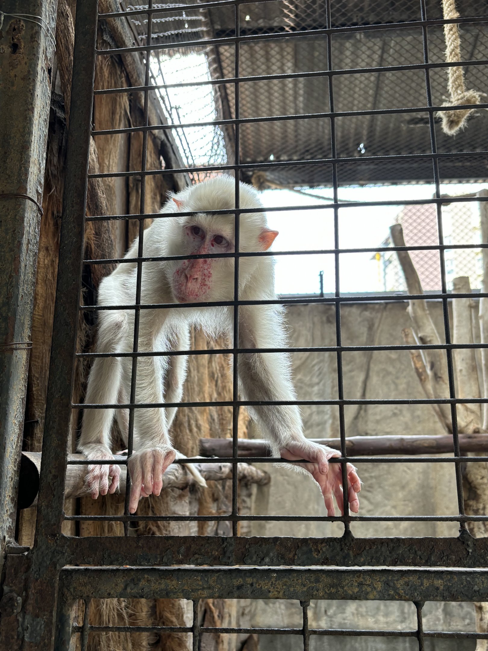 Albino Crab-eating Macaque