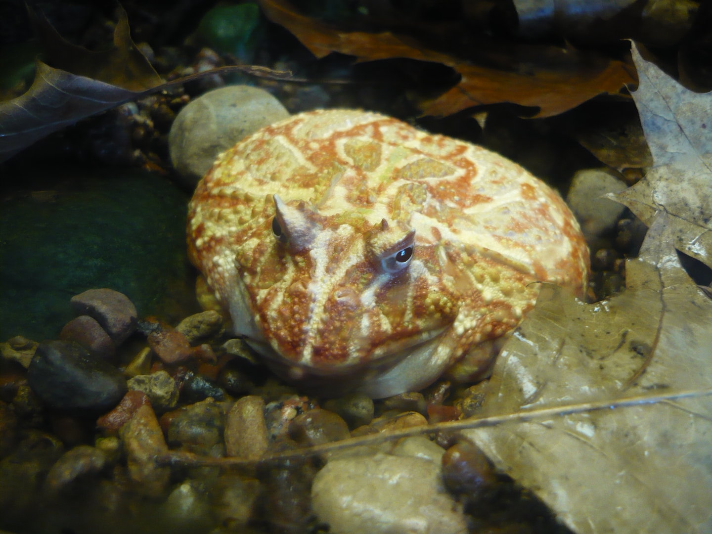 Albino Cranwell's horned frog (Ceratophrys cranwelli)