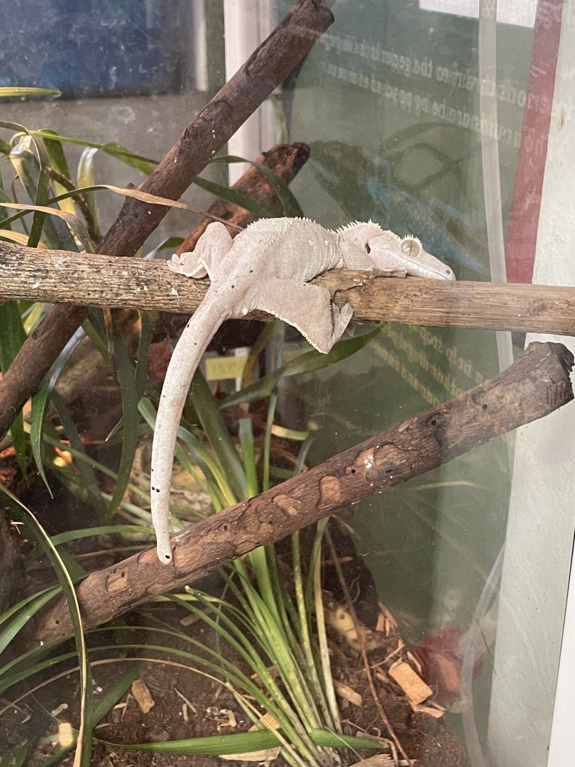 Albino Crested Gecko (Correllophus ciliatus)