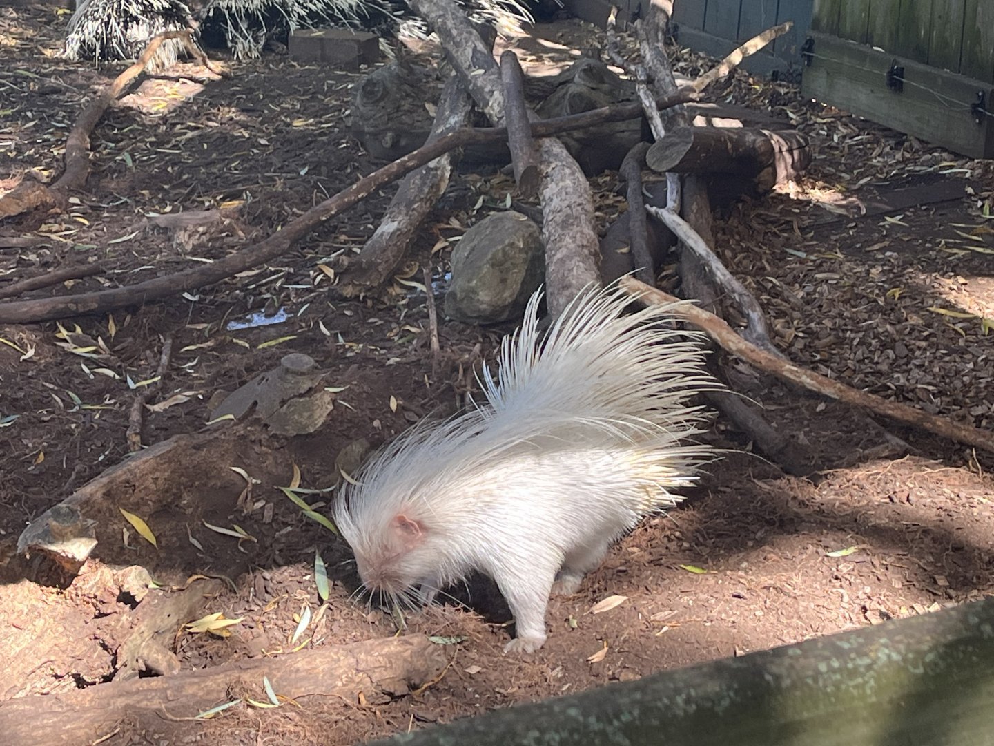 Albino Crested Porcupine