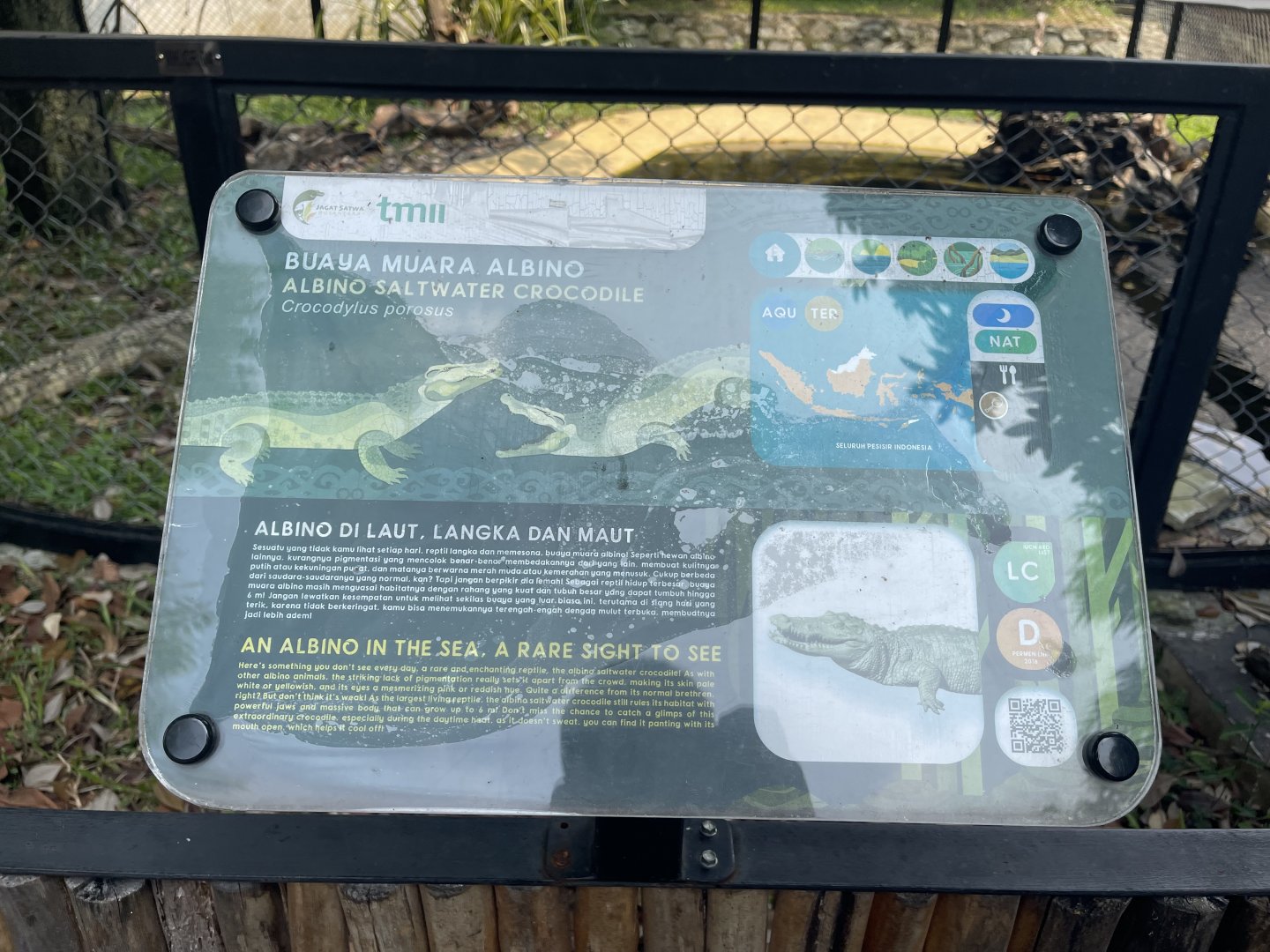 albino crocodile signage - museum komodo