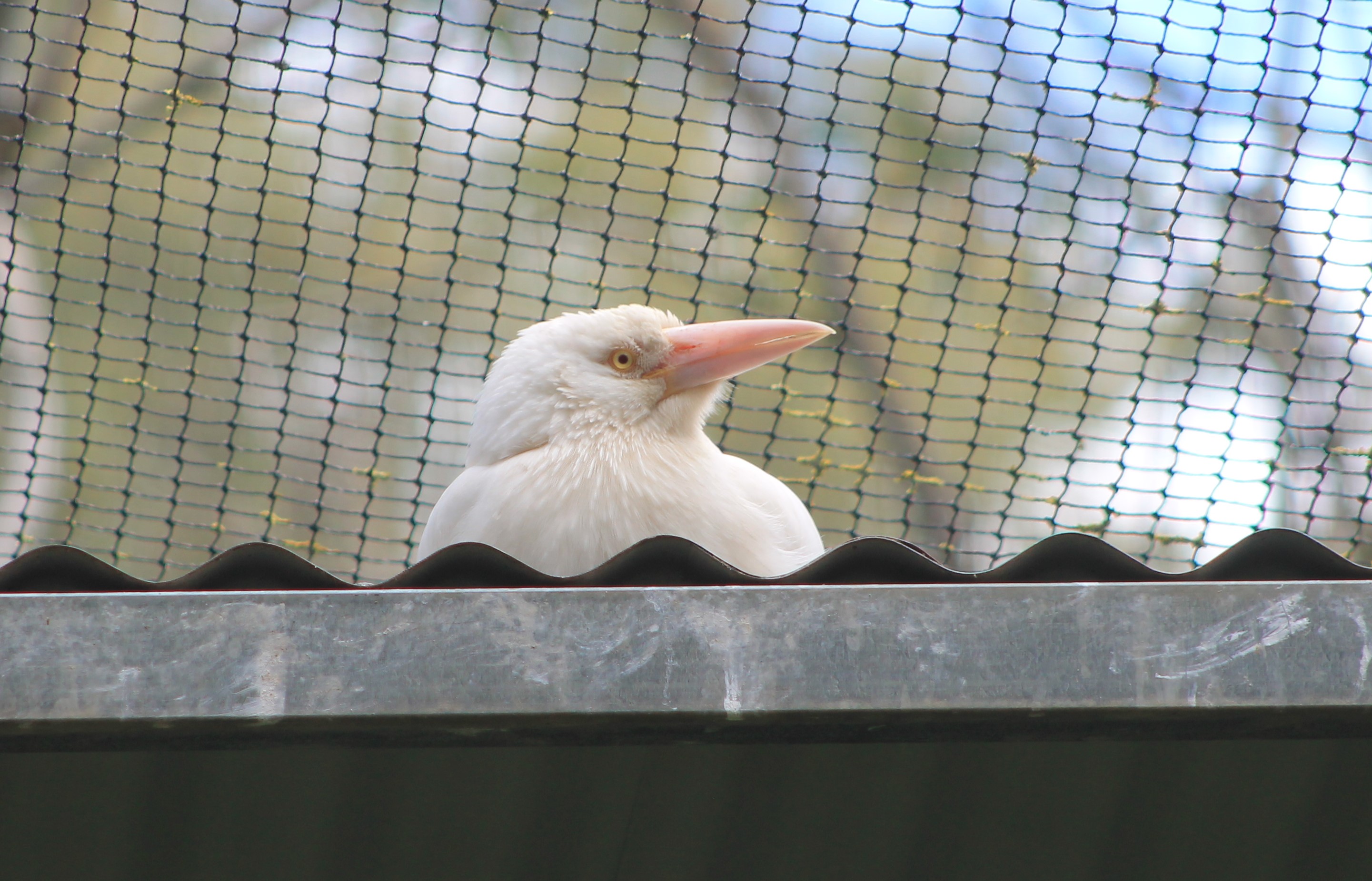 albino Currawong species