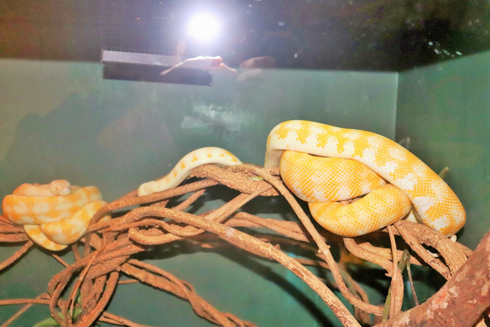 Albino Darwin Carpet Python (Morelia spilota variegata)