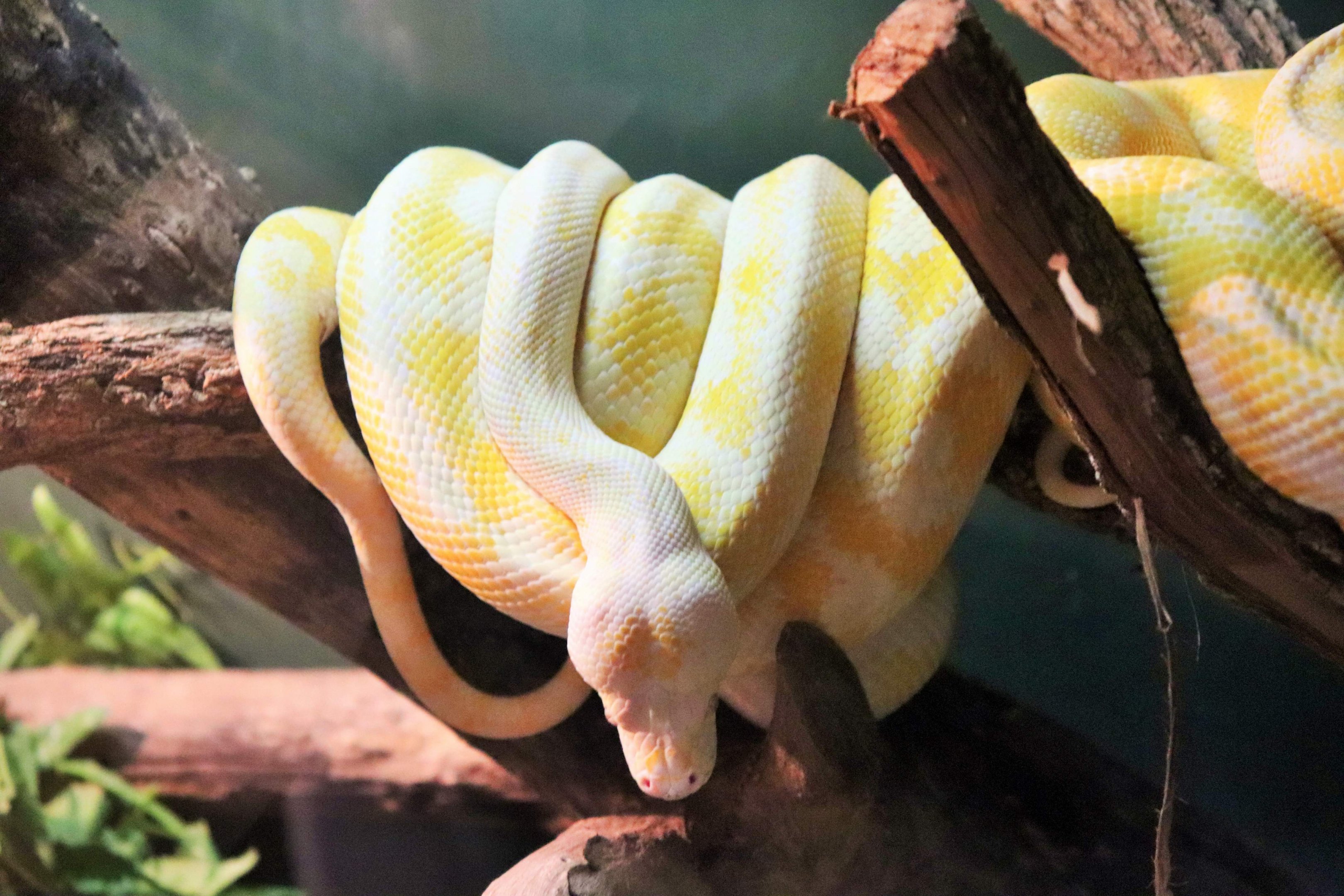 Albino Darwin Carpet Python (Morelia spilota variegata)