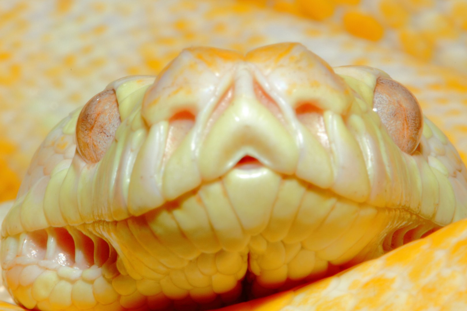 Albino Darwin Carpet Python, Snakes Downunder Jan 2016
