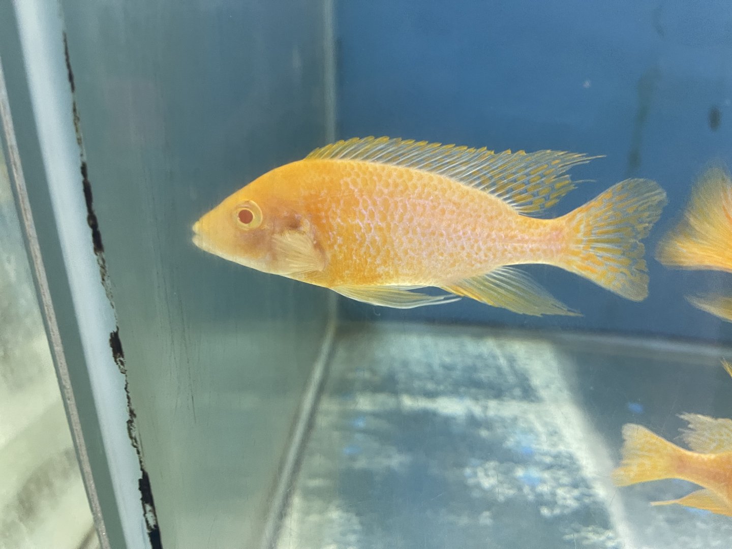 albino dragon blood cichlid (aulonocara sp.)