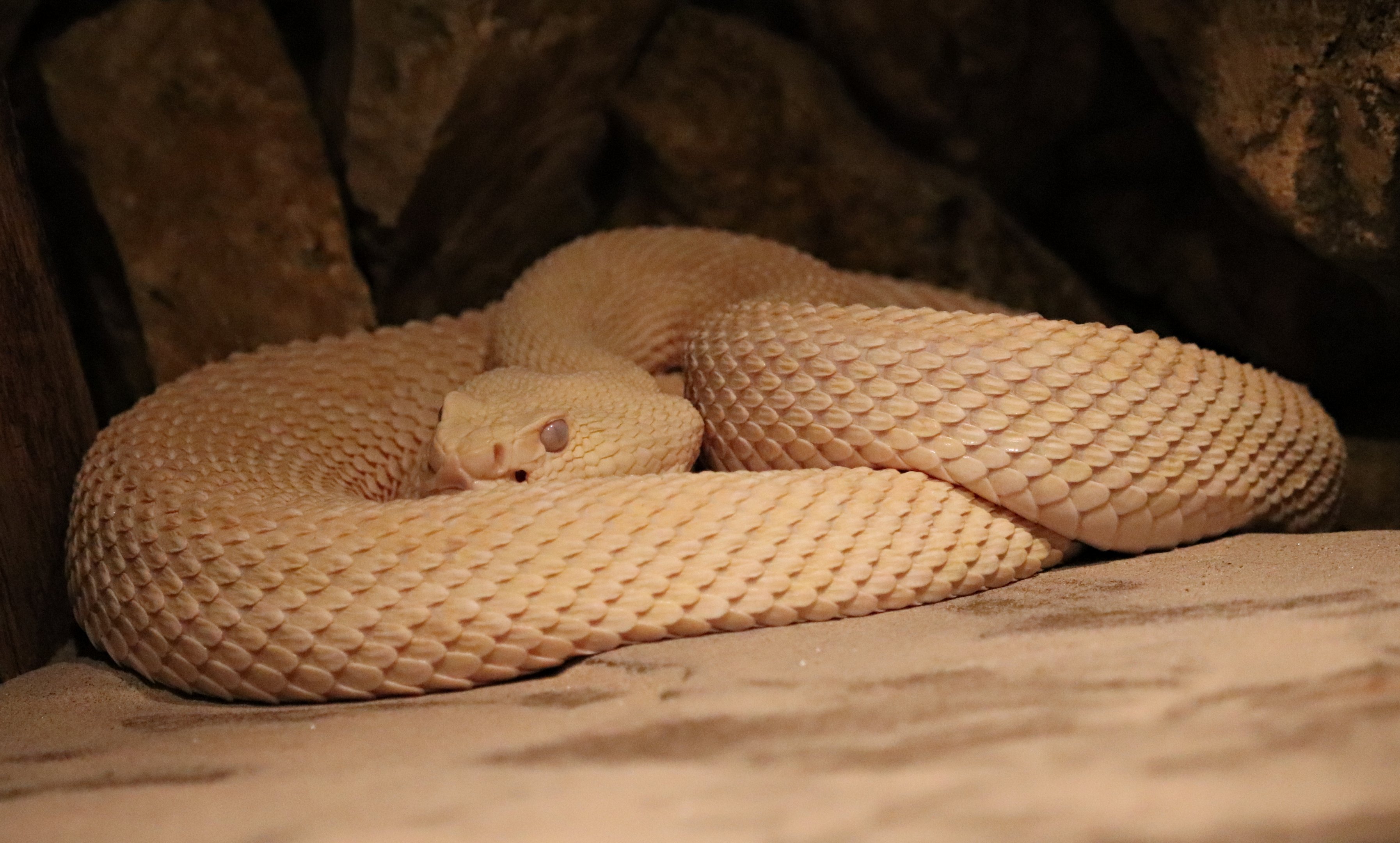 Albino Eastern diamondback rattlesnake (Crotalus adamanteus)