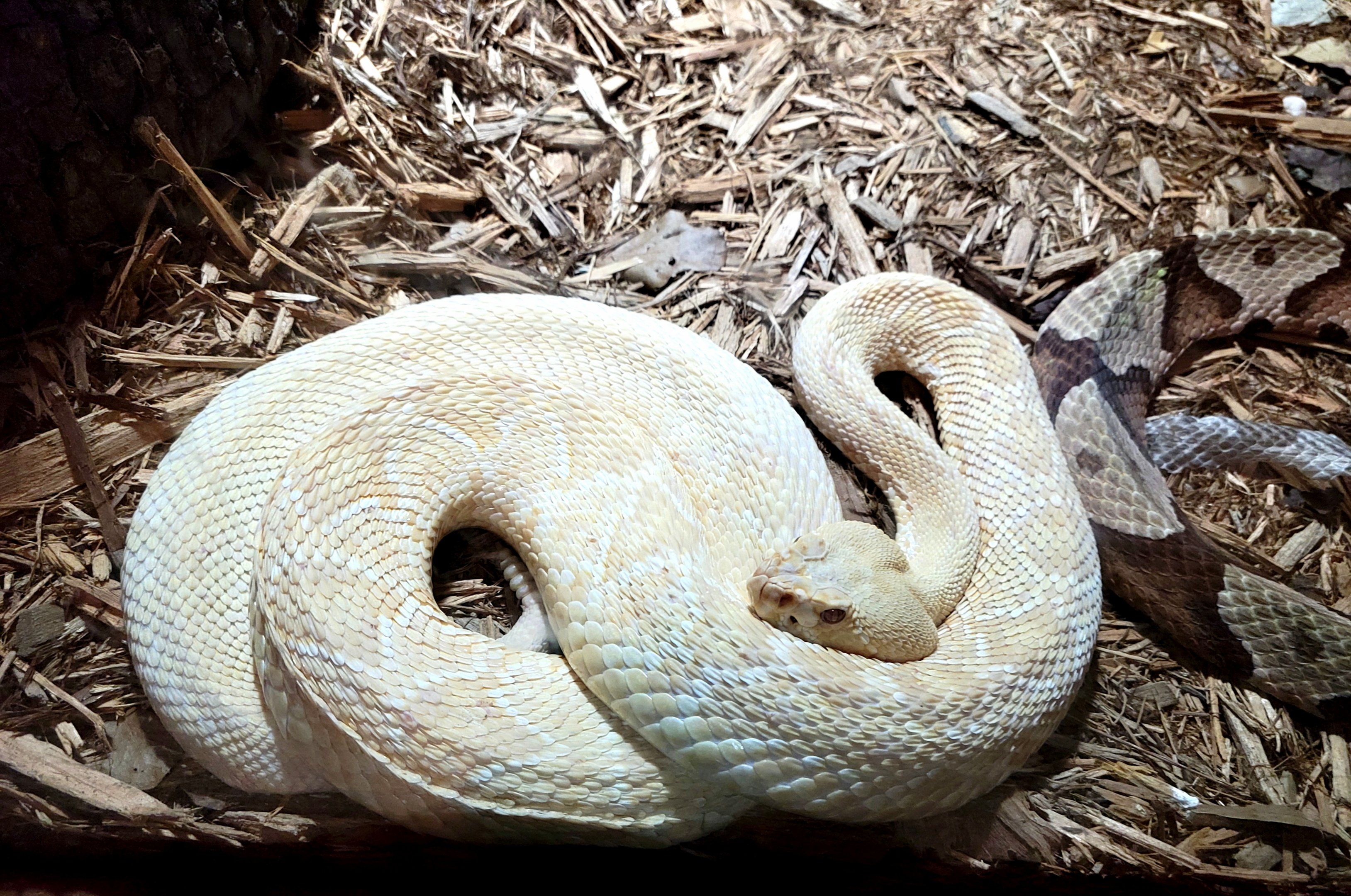 Albino Eastern Diamondback Rattlesnake