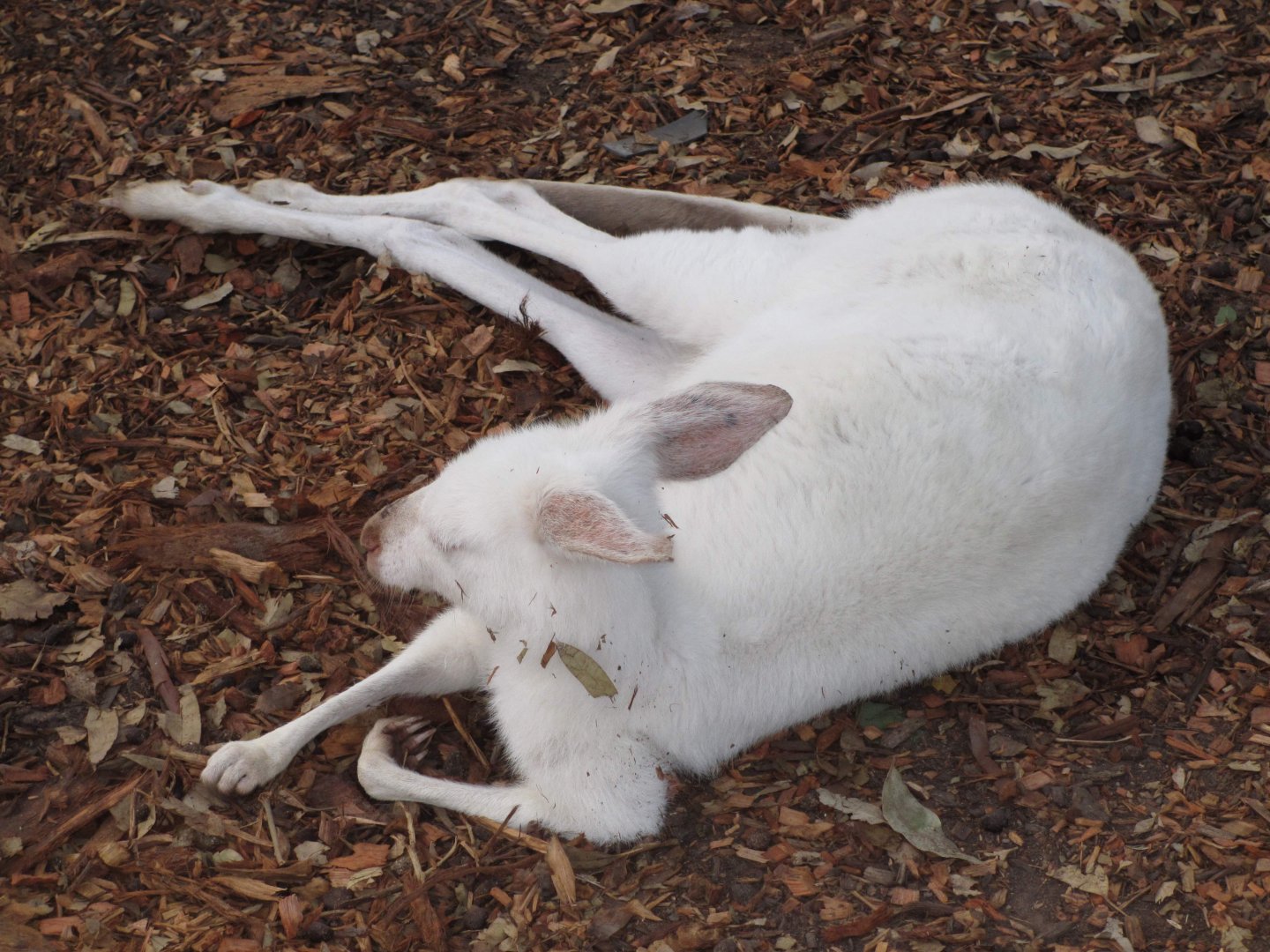 Albino (Eastern?) Grey Kangaroo
