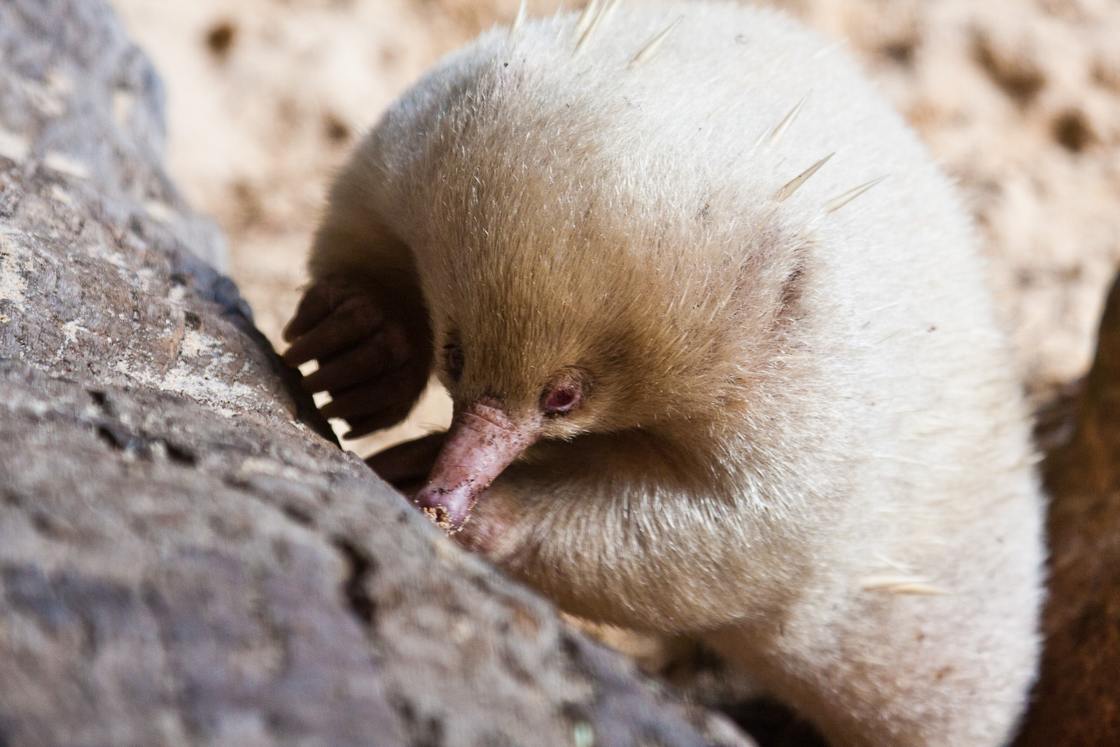 Albino Echidna
