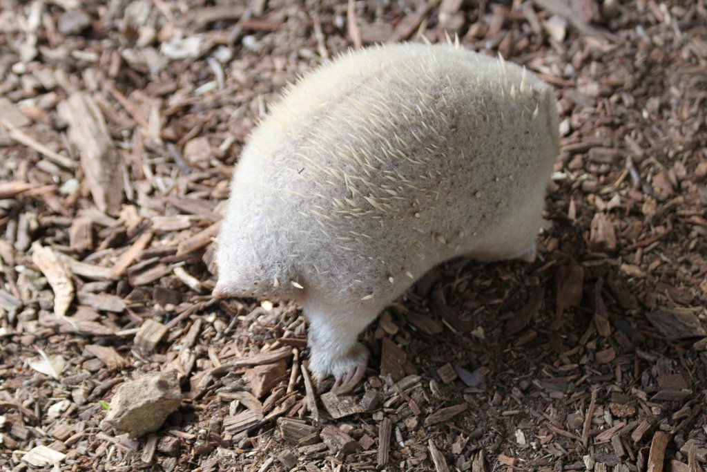 Albino Echidna