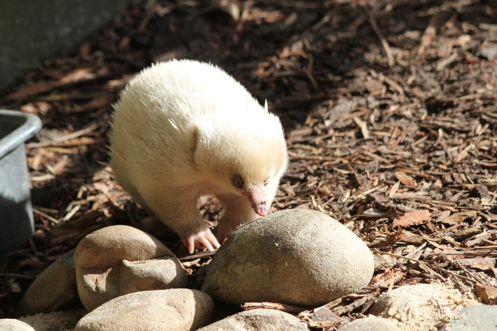 Albino Echidna
