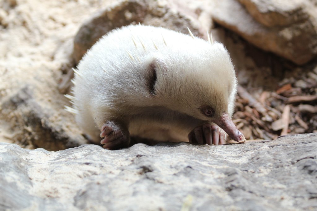 Albino Echidna