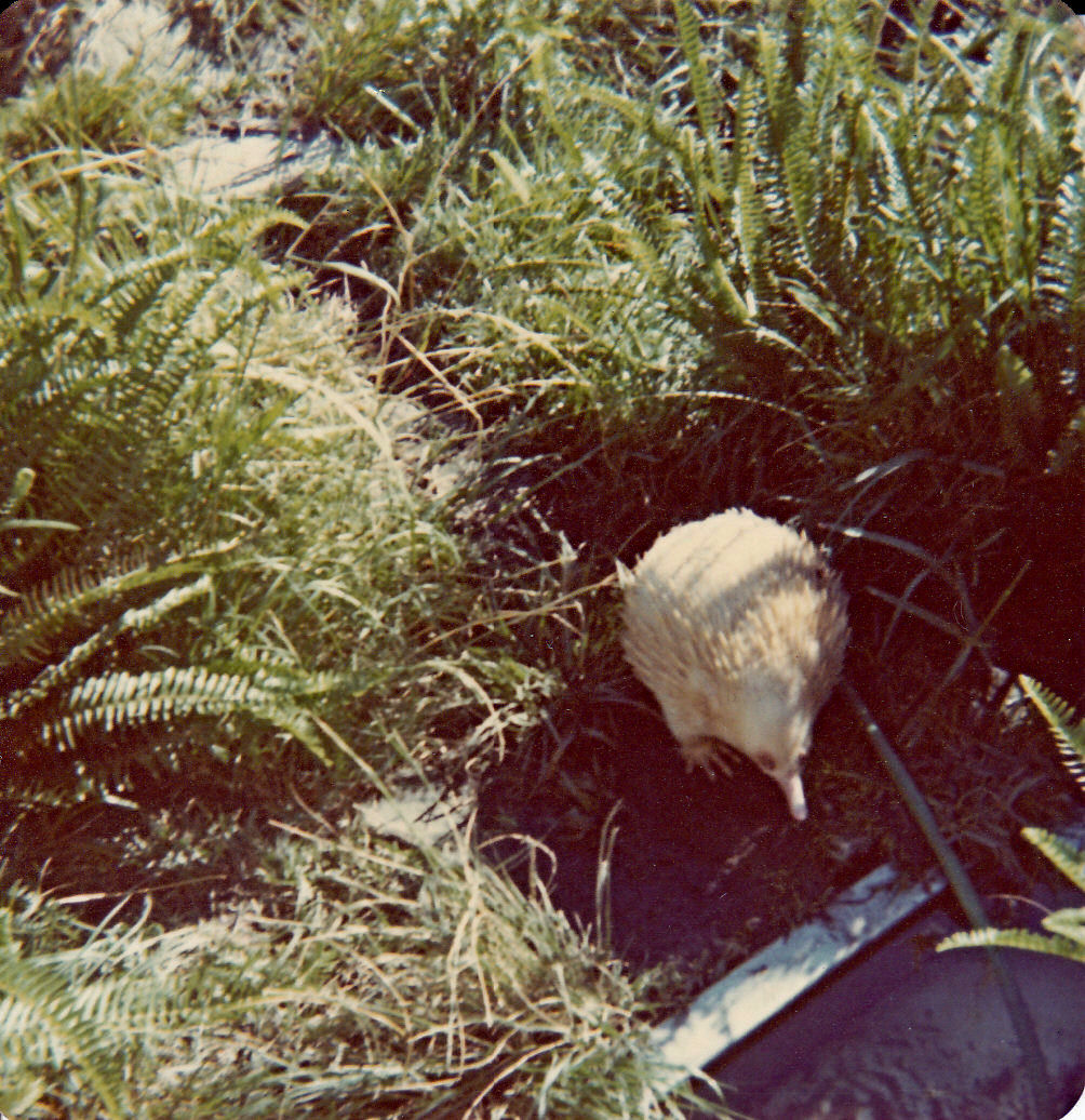 Albino Echidna