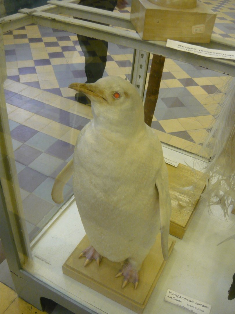 Albino Emperor penguin