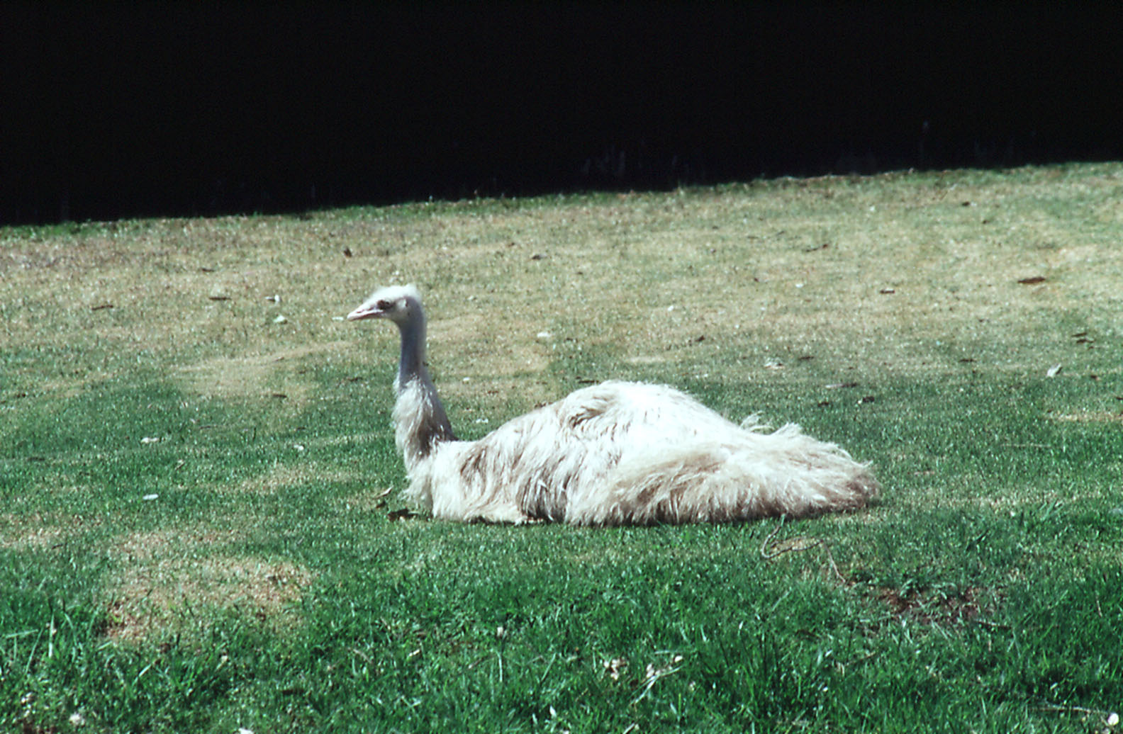 Albino Emu, 1990