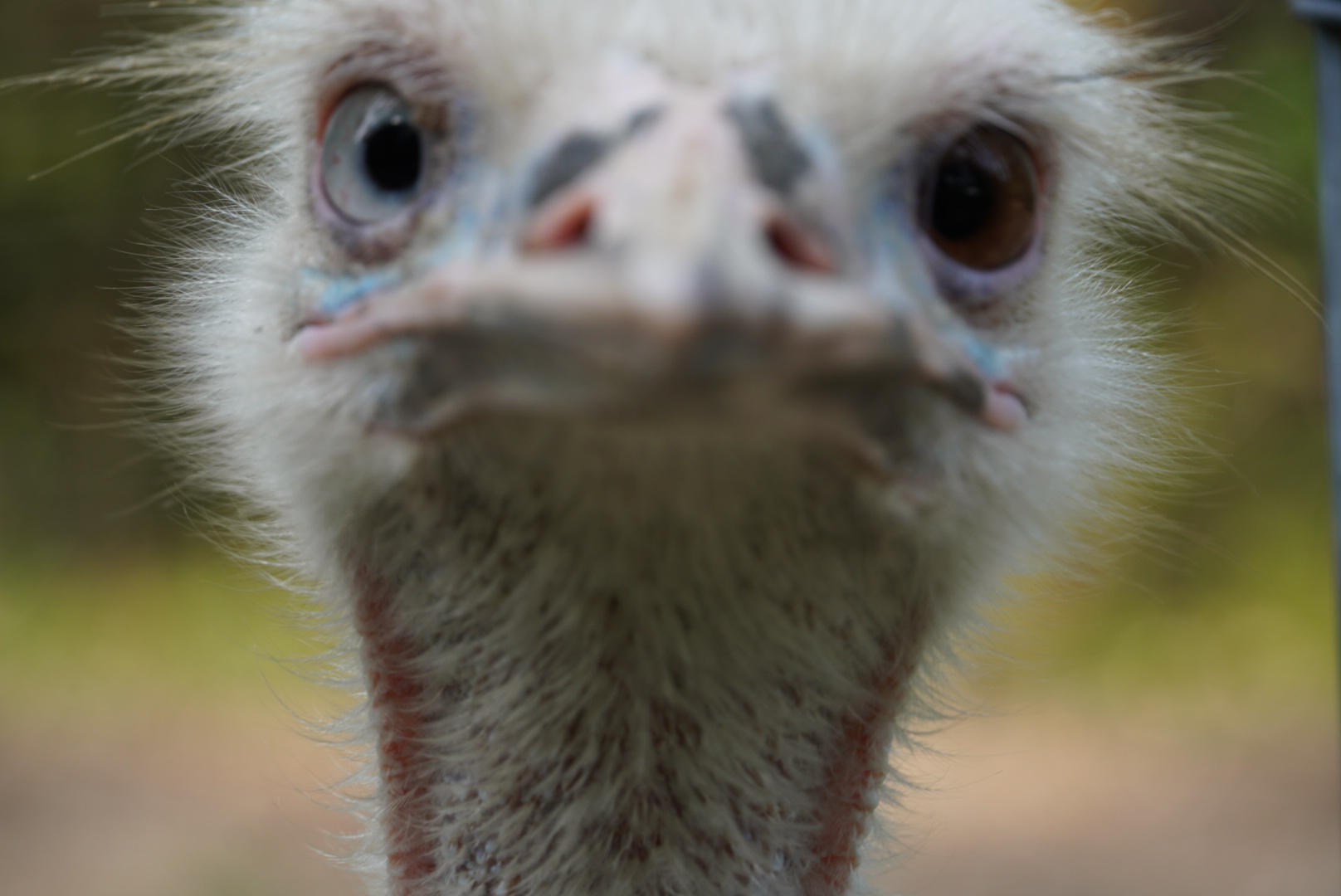 Albino Emu