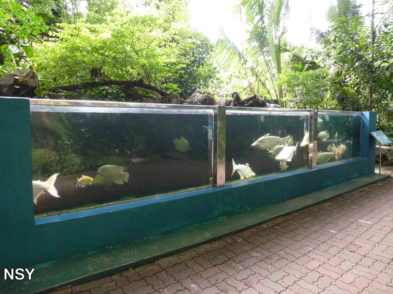 Albino fish tank, June 2013.