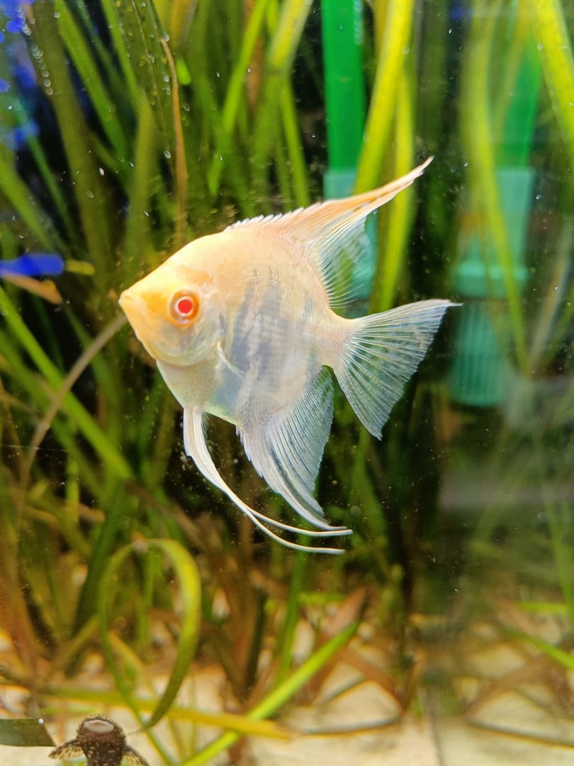 Albino Freshwater Angelfish