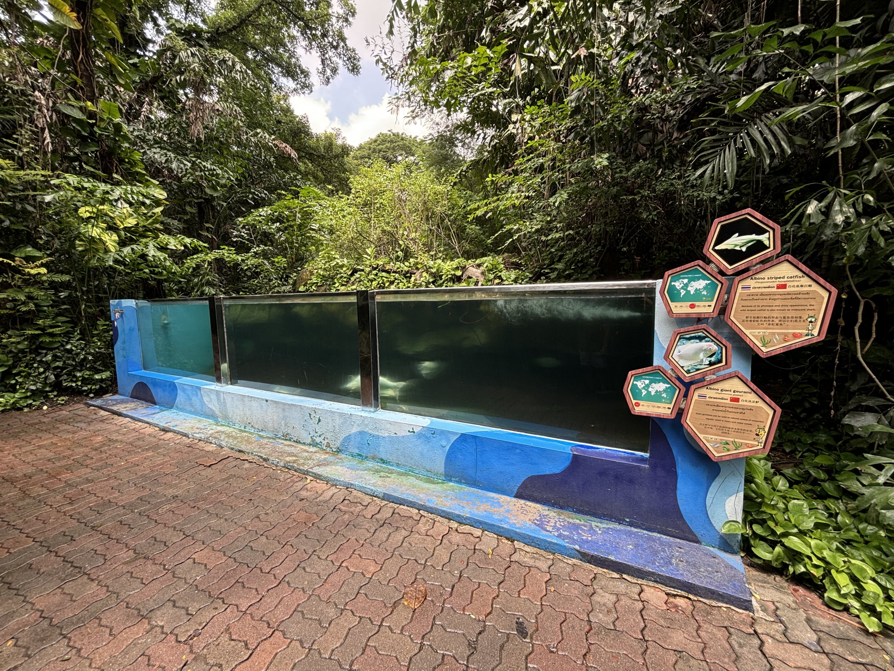 Albino Giant Gourami + Albino Striped Catfish Tank