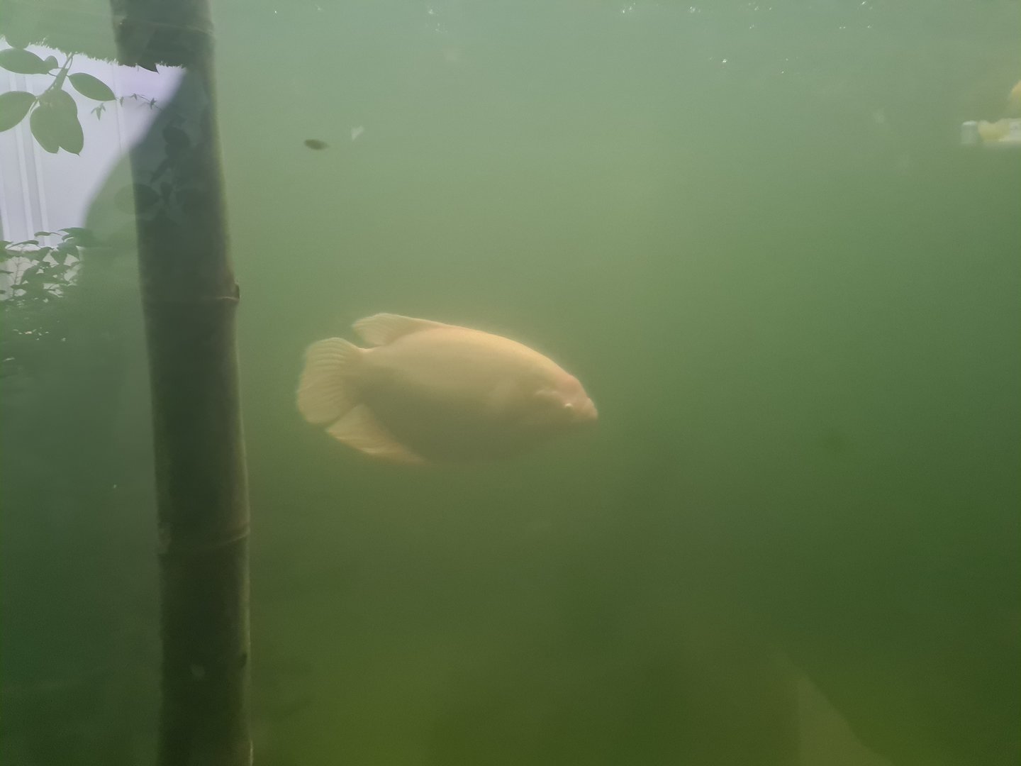 Albino giant gourami in Pankong river