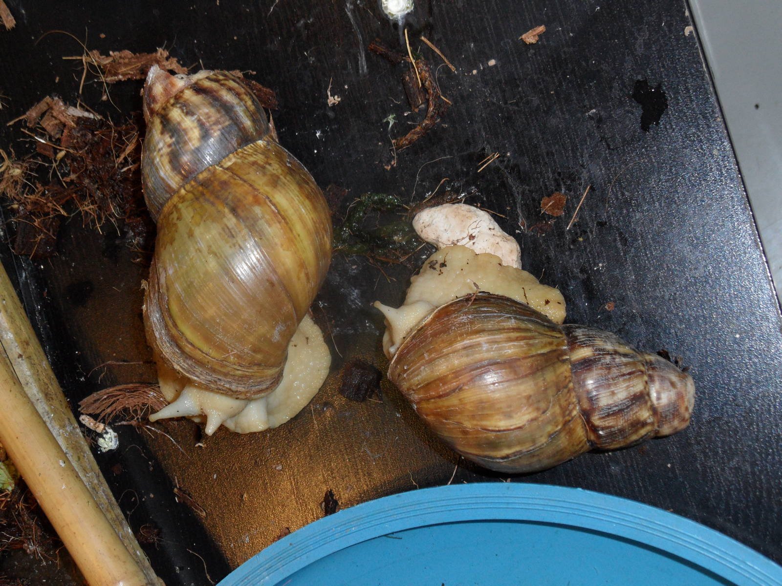 Albino giant land snails