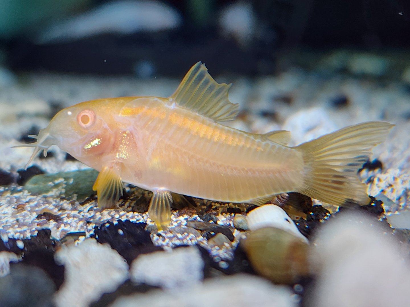 Albino Gold Laser Cory (Osteogaster sp. CW010 var.)