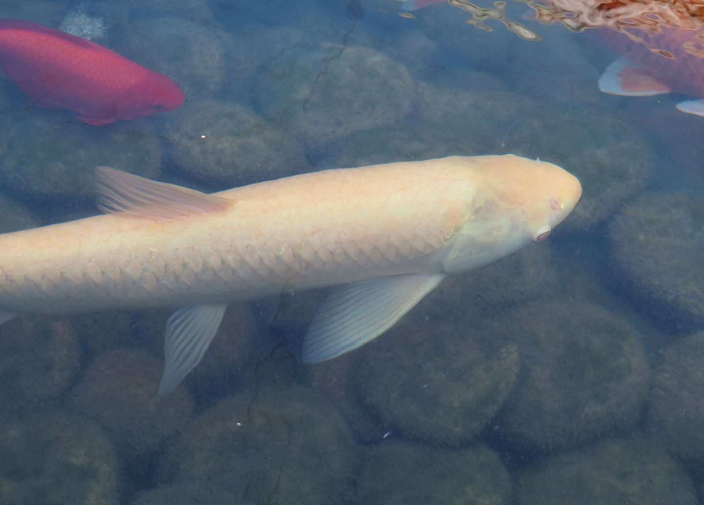 Albino Grass carp (Ctenopharyngodon idella), 2024-09-17