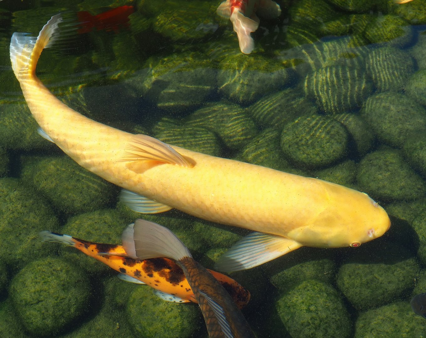 Albino Grass carp (Ctenopharyngodon idella) and Koi (Cyprinus rubrofuscus), 2023-05-16
