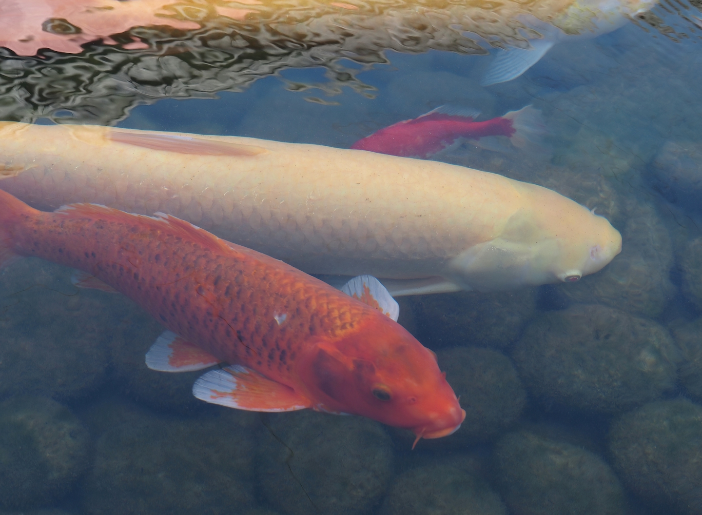 Albino Grass carp (Ctenopharyngodon idella) and Koi (Cyprinus rubrofuscus), 2024-09-17