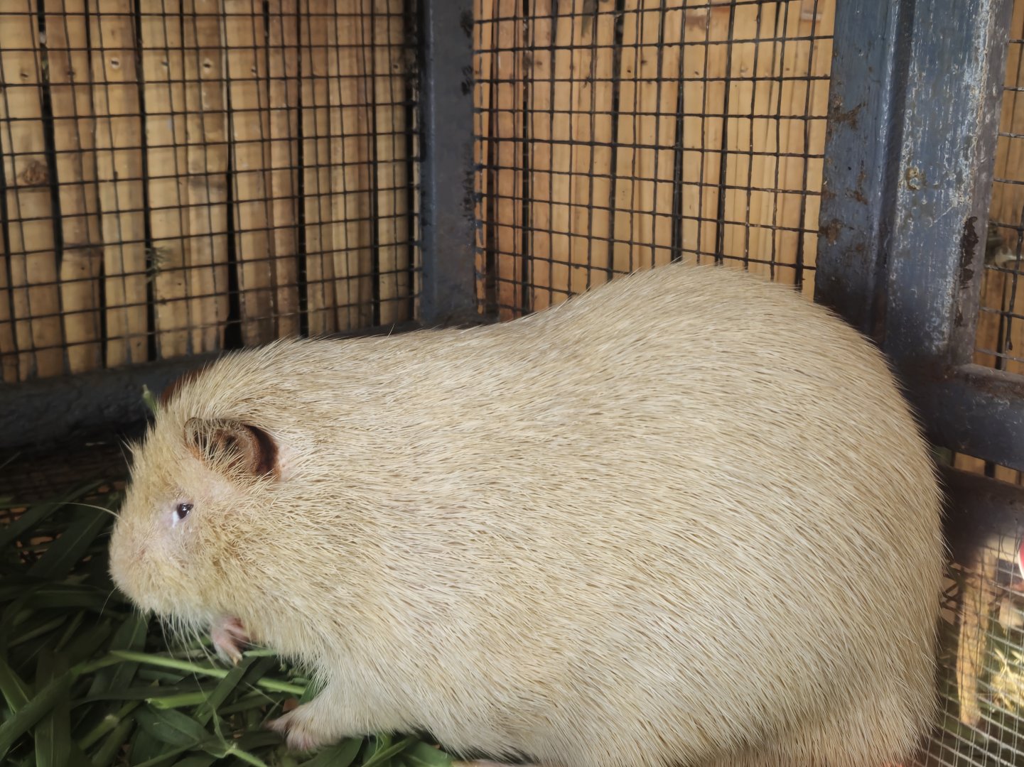 Albino Greater Cane Rat