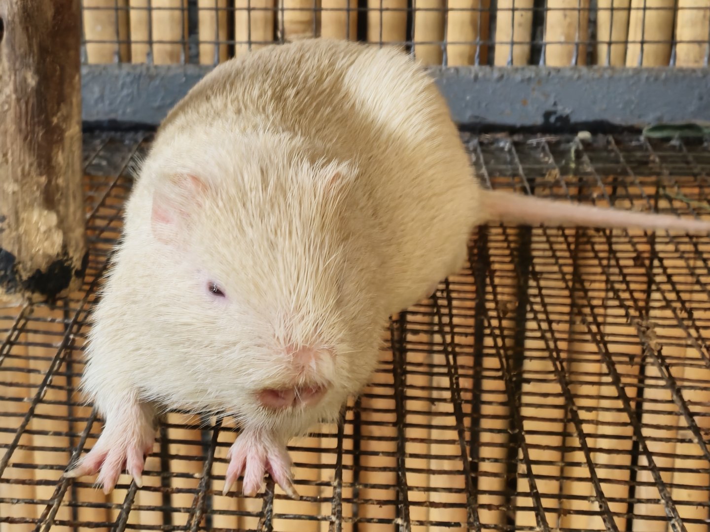 Albino Greater Cane Rat
