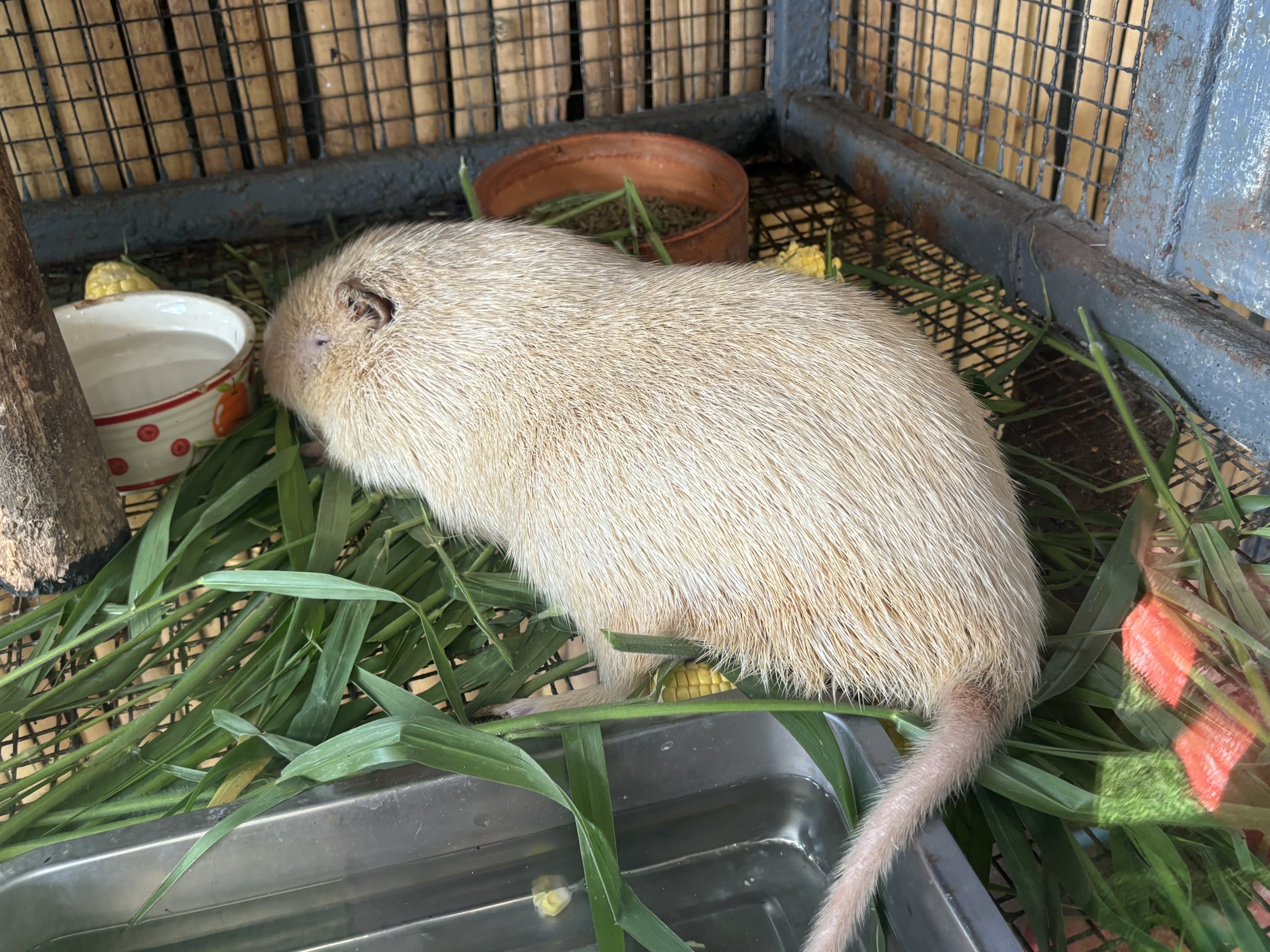 Albino Greater Cane Rat
