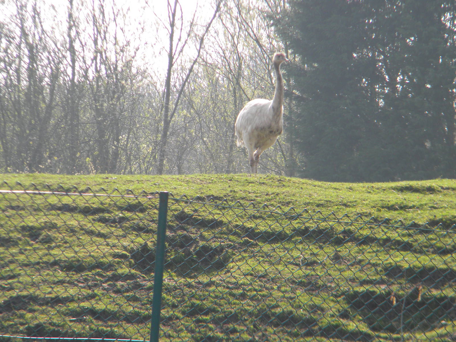 Albino Greater Rhea at Blackpool Zoo 27th March 2011