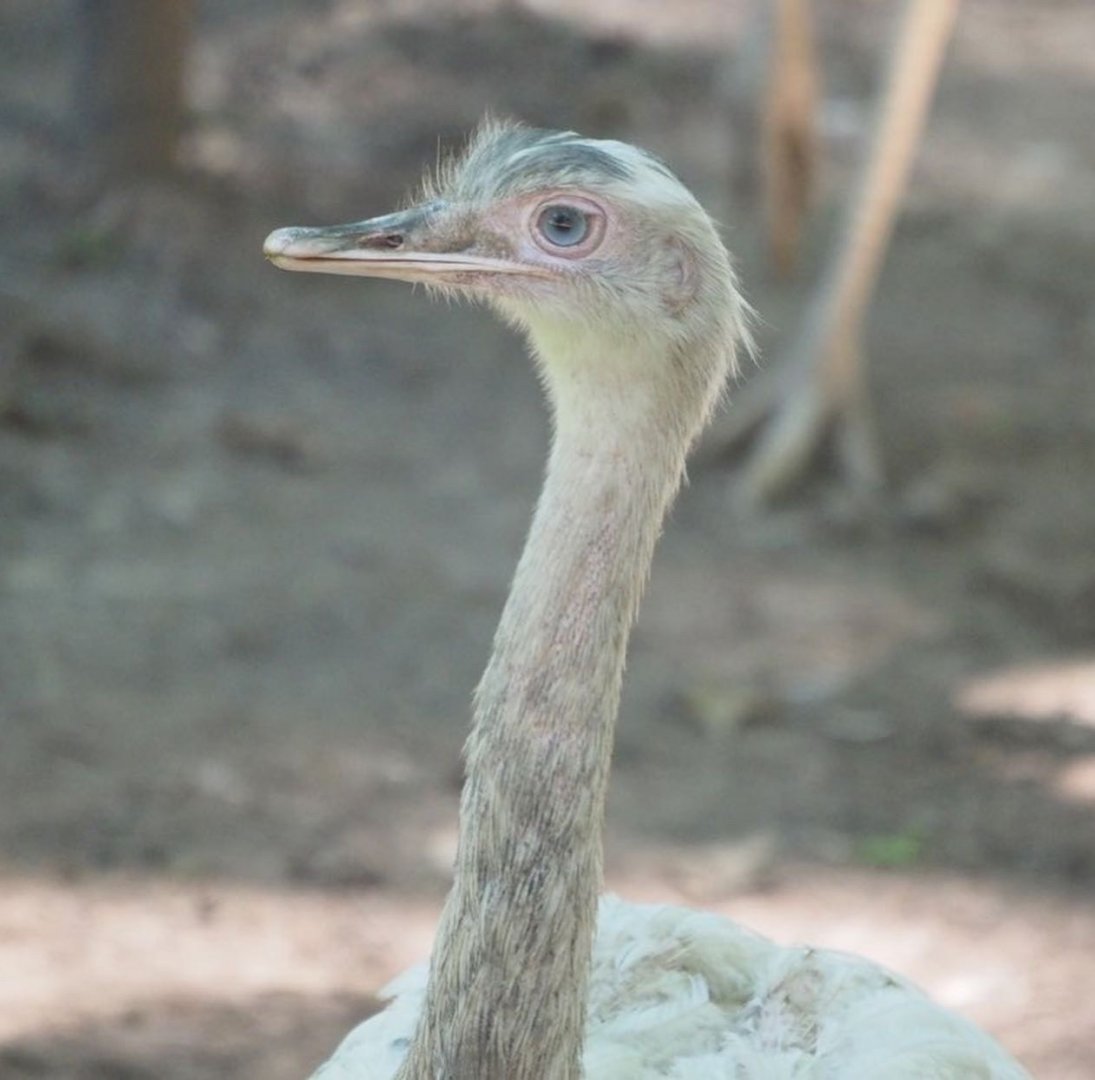 Albino Greater rhea