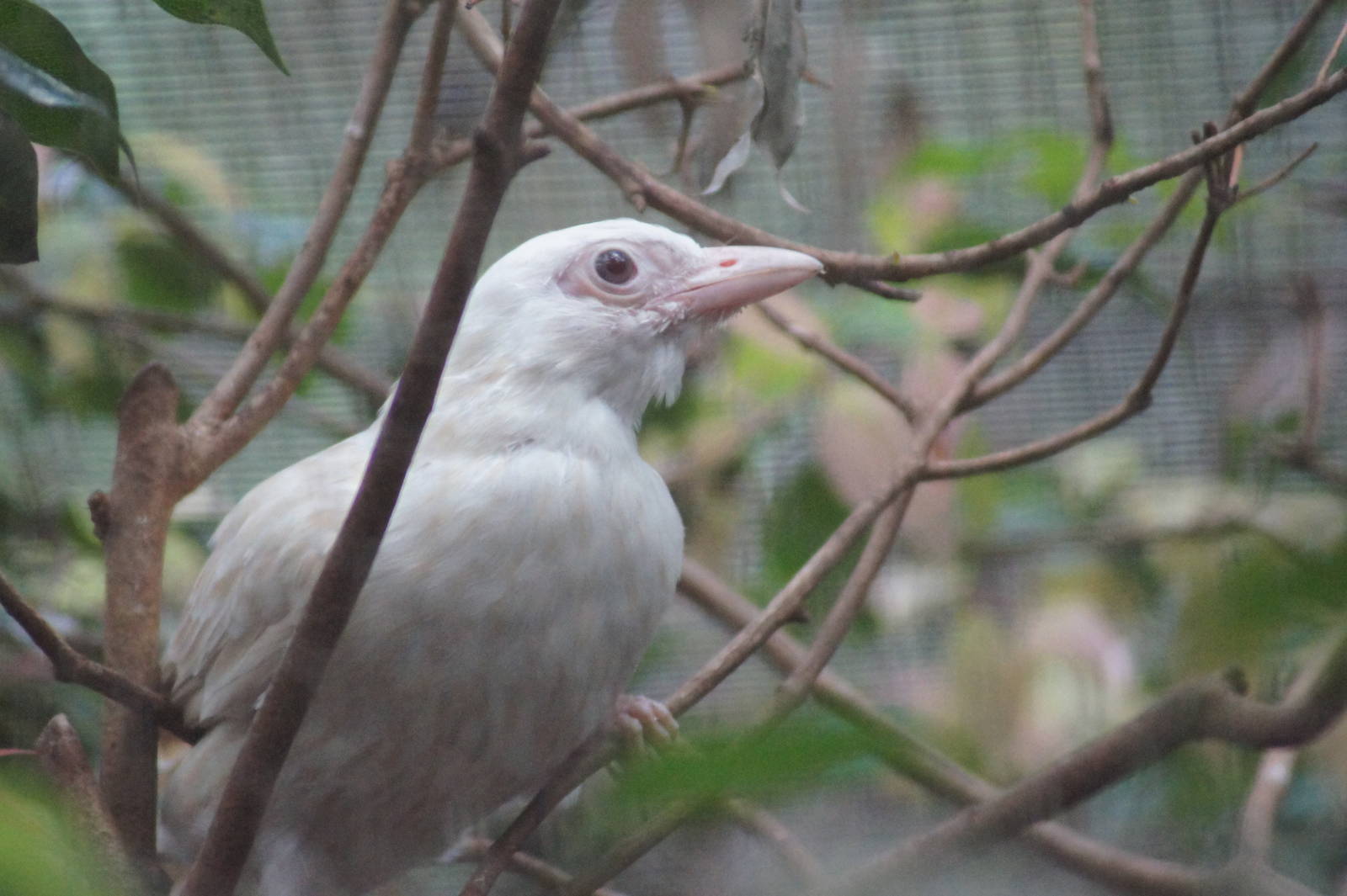 (Albino) Green catbird