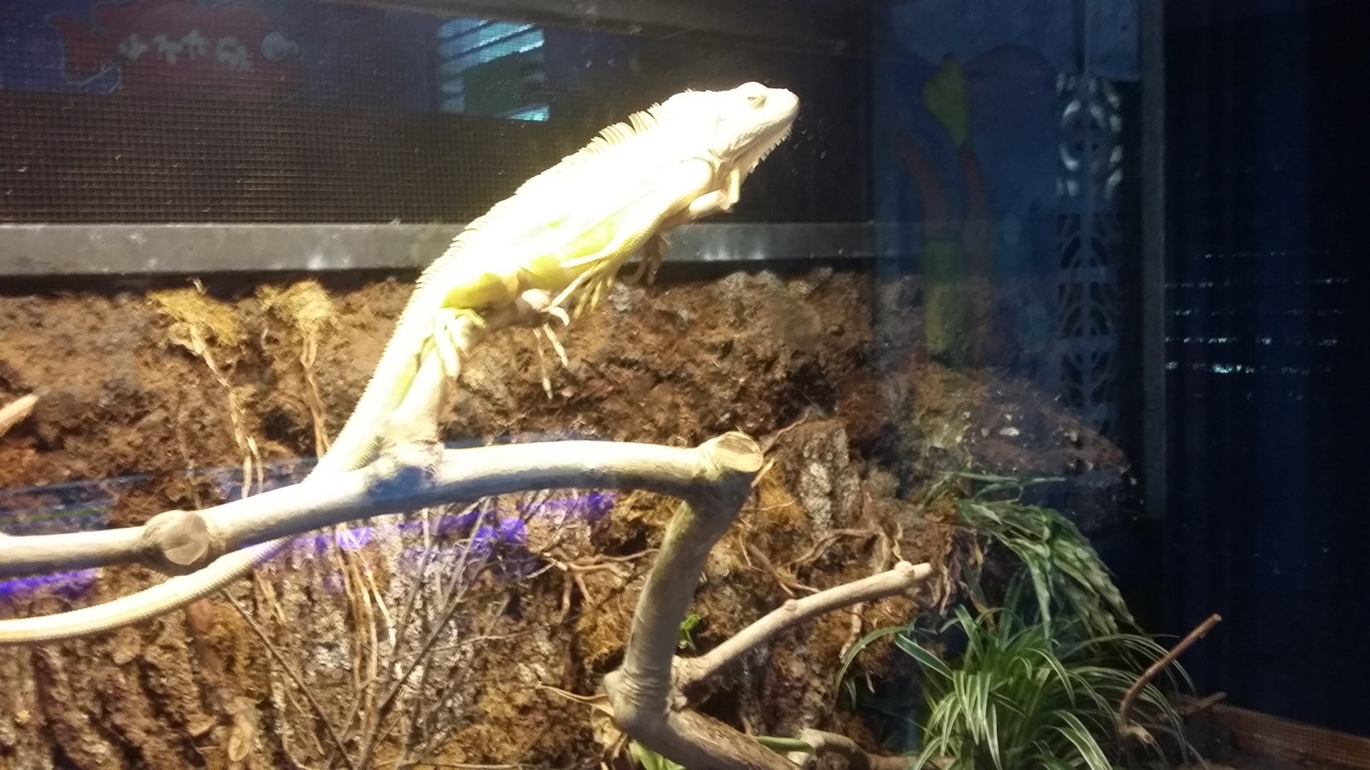 Albino green iguana (Iguana iguana)
