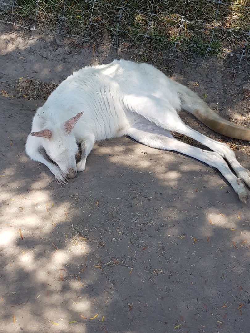 Albino Grey Kangaroo