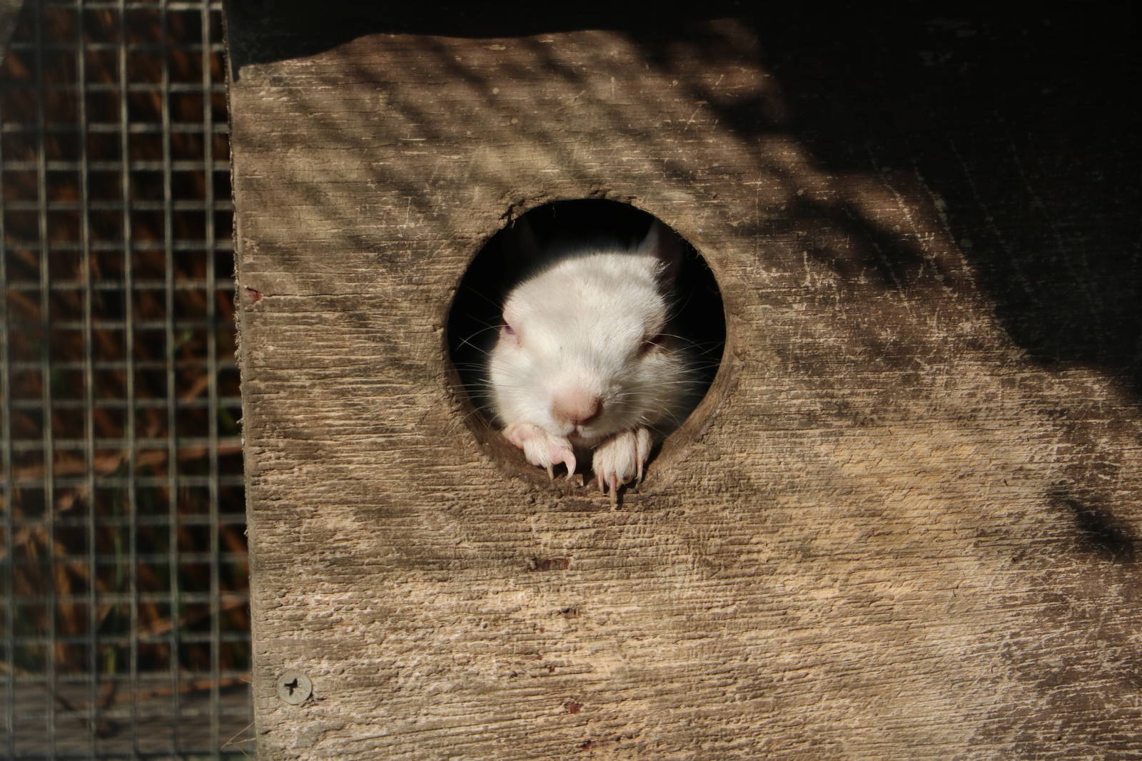 Albino grey squirrel, March 2016