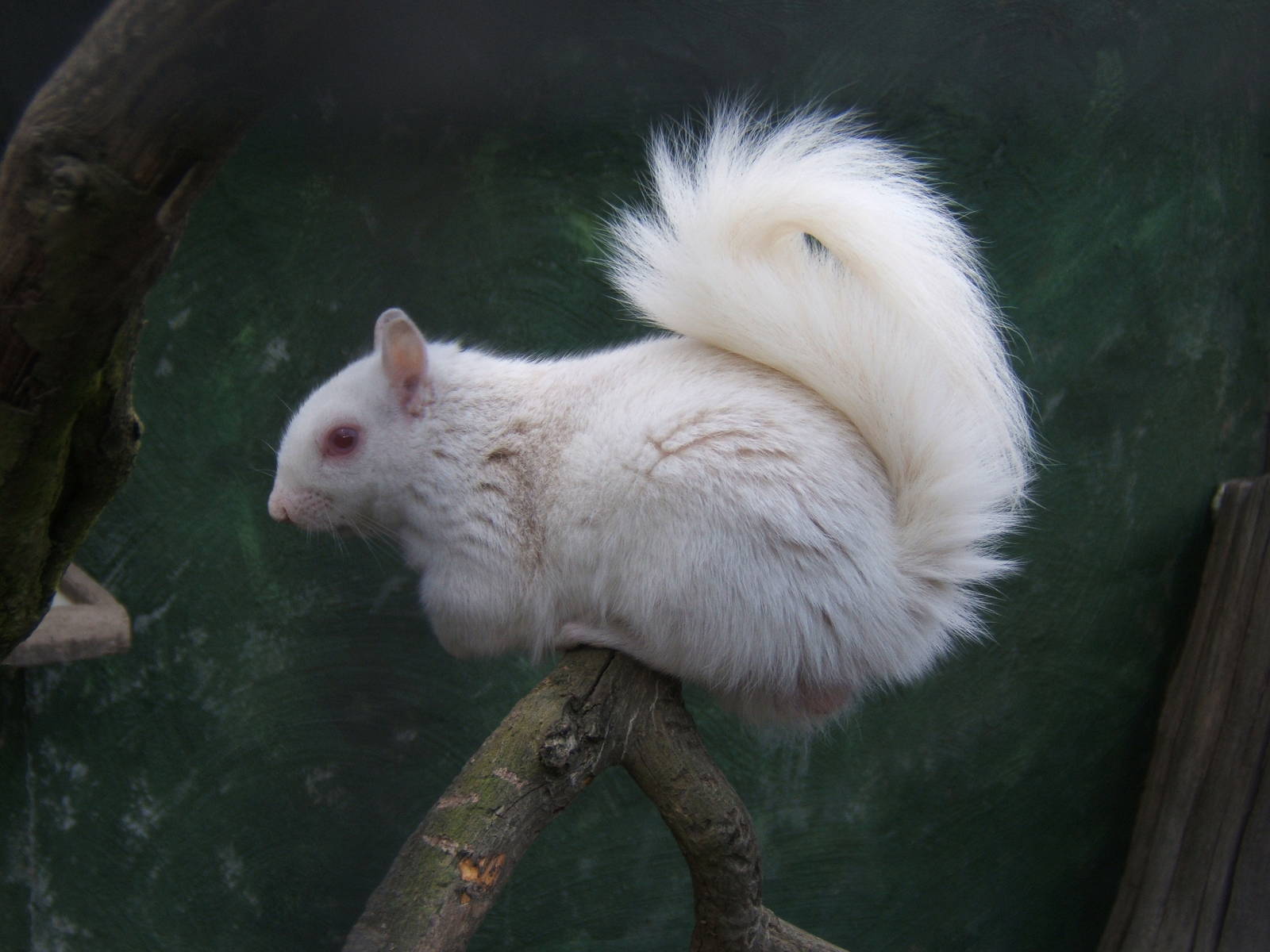 Albino Grey Squirrel