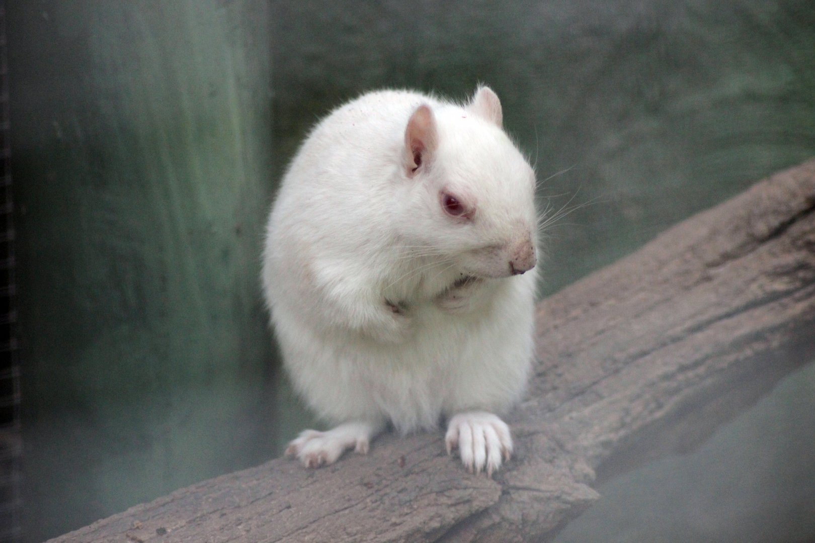 Albino Grey Squirrel
