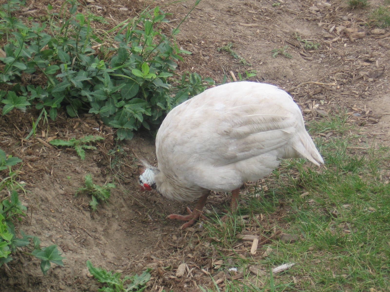 Albino Guinea Fowl