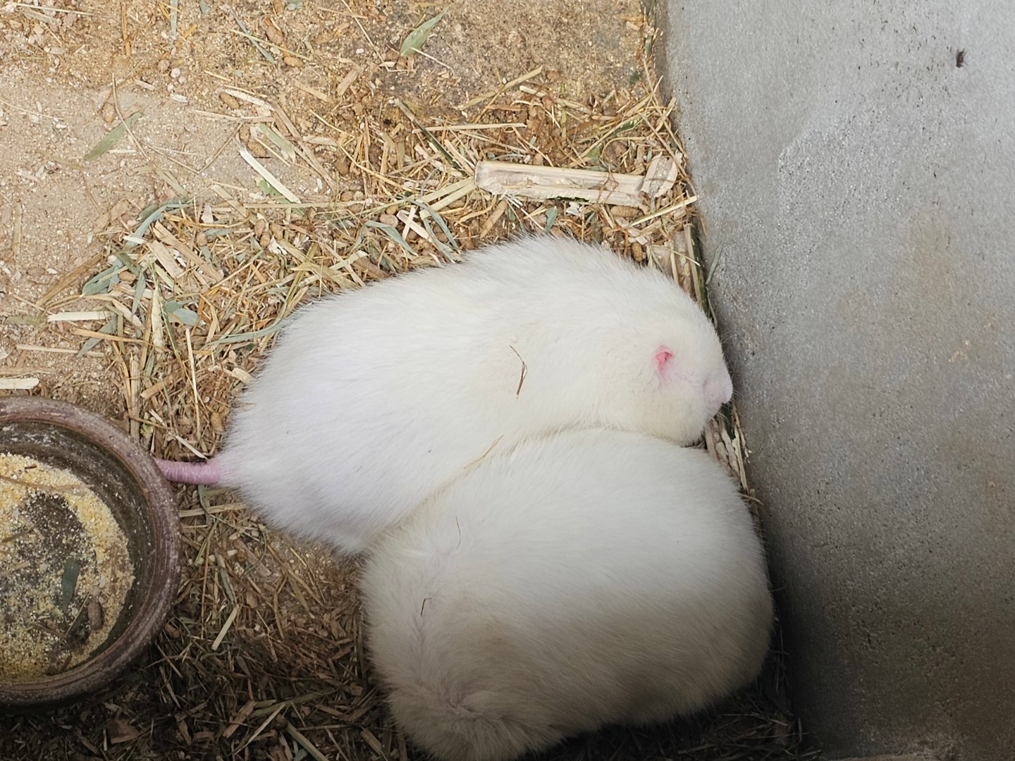 Albino Hoary Bamboo Rat Rhizomys pruinosus (?)