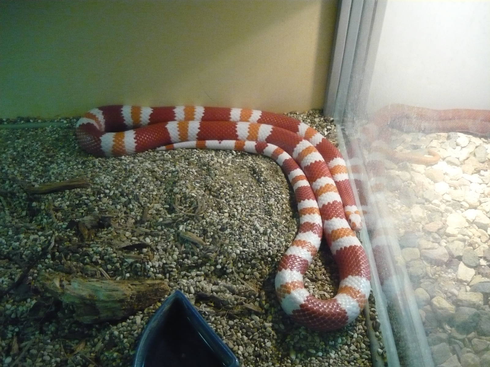 Albino Honduran milksnake (Lampropeltis triangulum hondurensis)