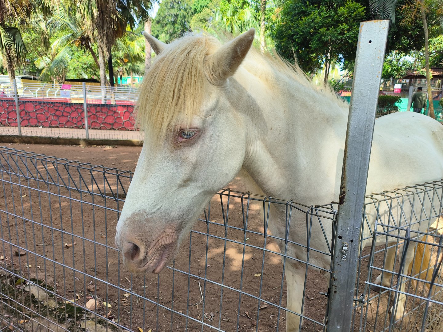 Albino Horse