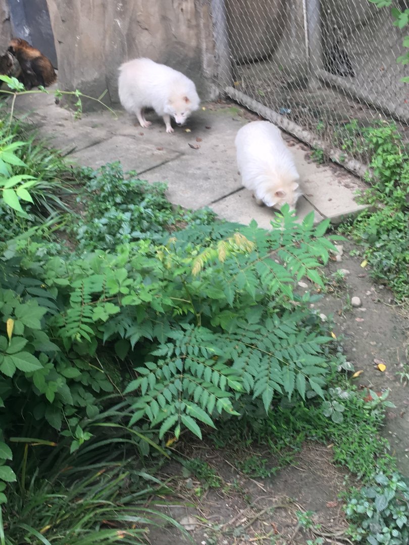 Albino (i think) racoon dogs cicra.2019