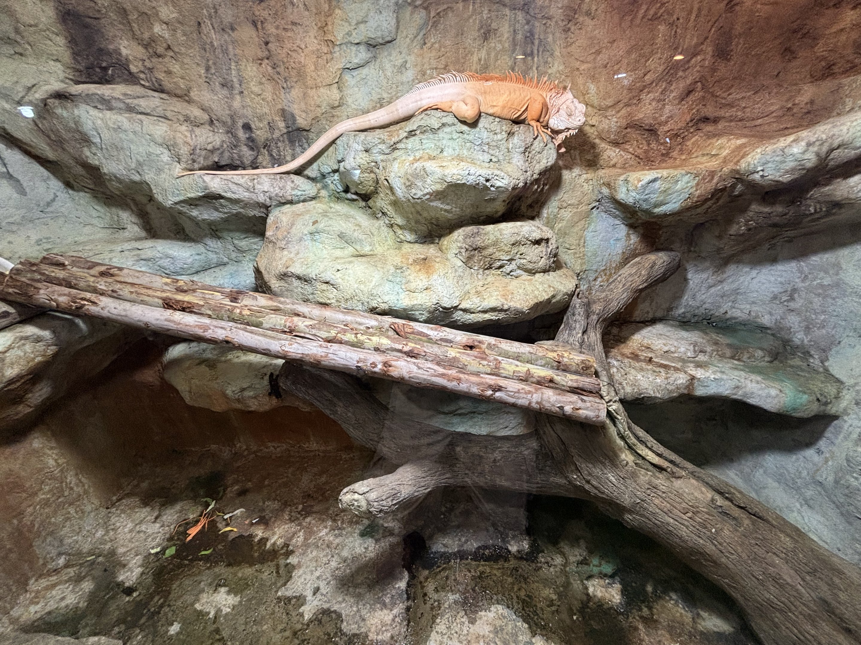“Albino” Iguana Exhibit